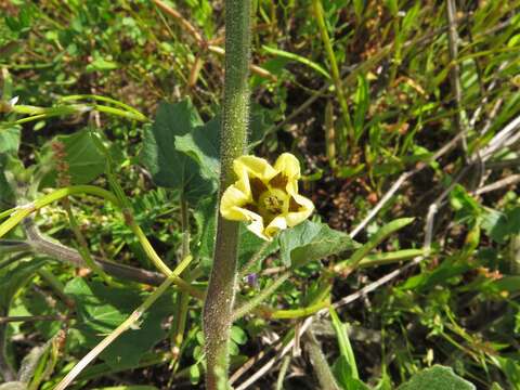 Image of Physaleae