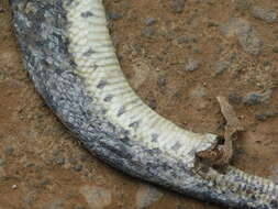 Image of Masked Water Snake