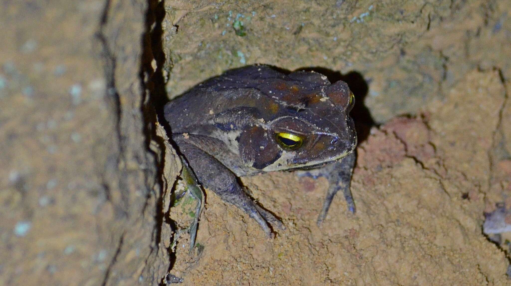 Image of Rhinella henseli (Lutz 1934)