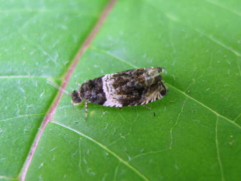 Olethreutes fasciatana Clemens 1860 resmi