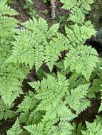 Image of Dryopteris amurensis (Milde) Christ