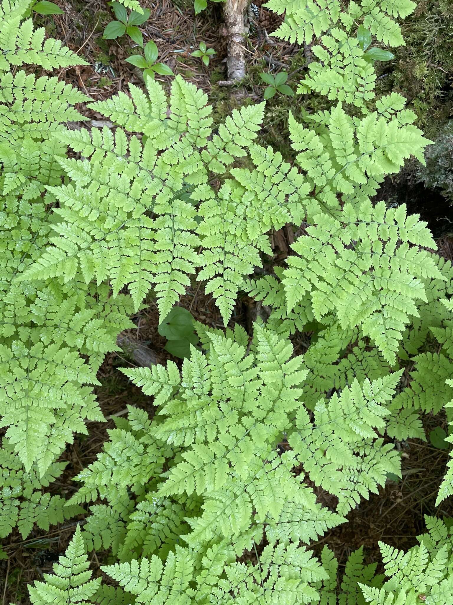 Image of Dryopteris amurensis (Milde) Christ