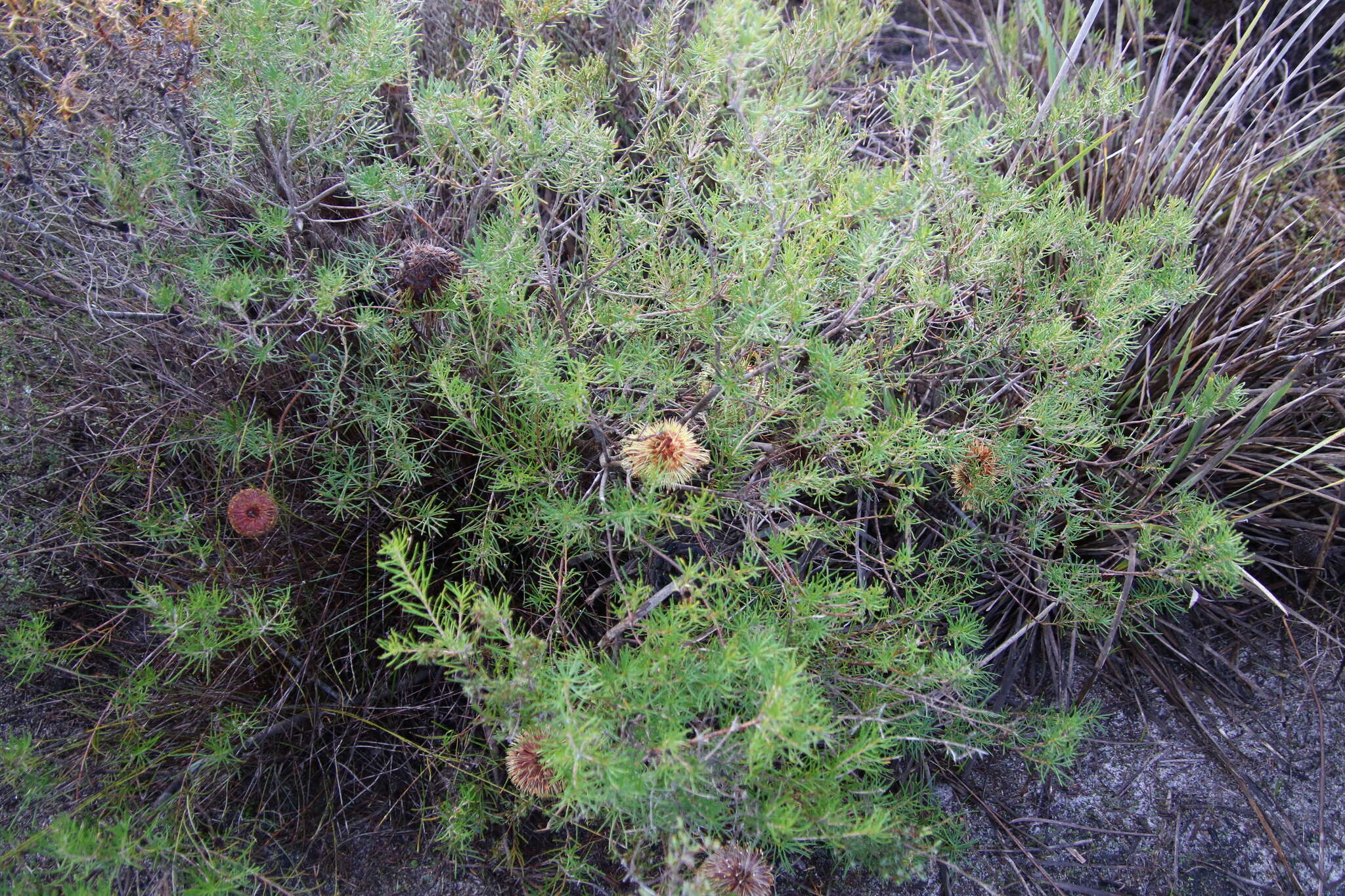 Imagem de Banksia telmatiaea A. S. George