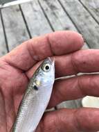 Image of Blueback Mullet