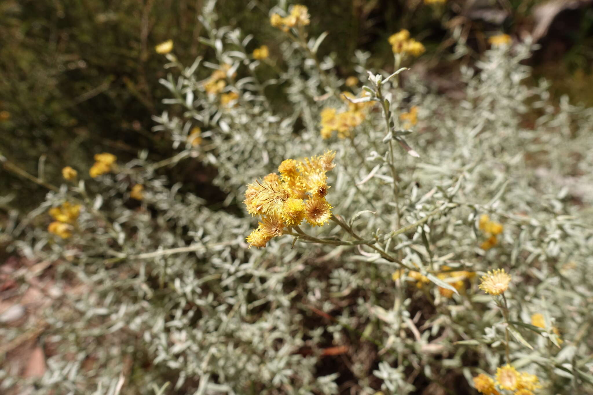 Image of Chrysocephalum semipapposum (Labill.) Steetz