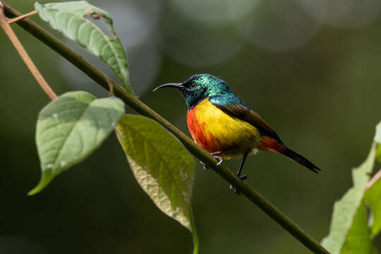 Image of Regal Sunbird