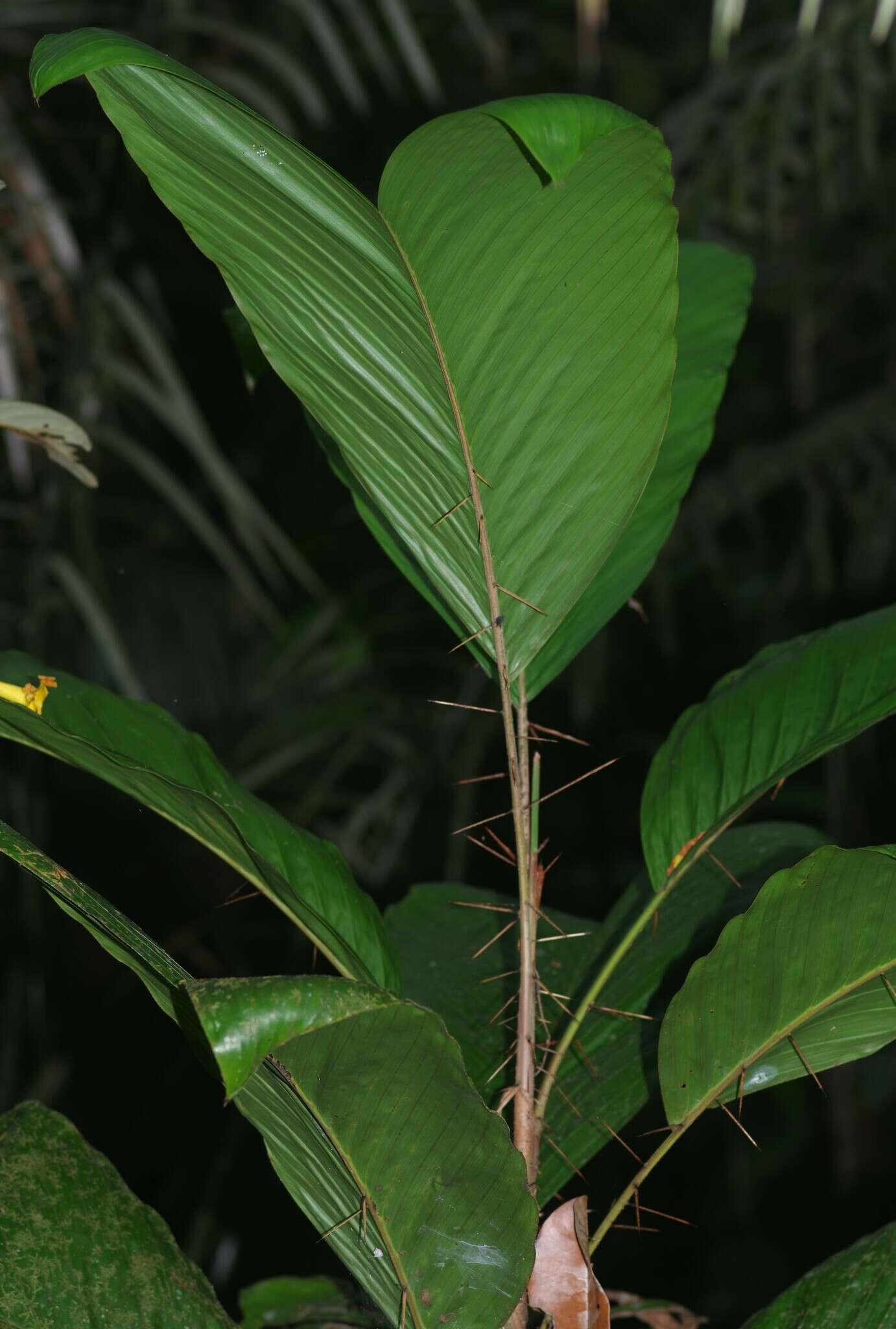 Imagem de Bactris nancibaensis Granv.