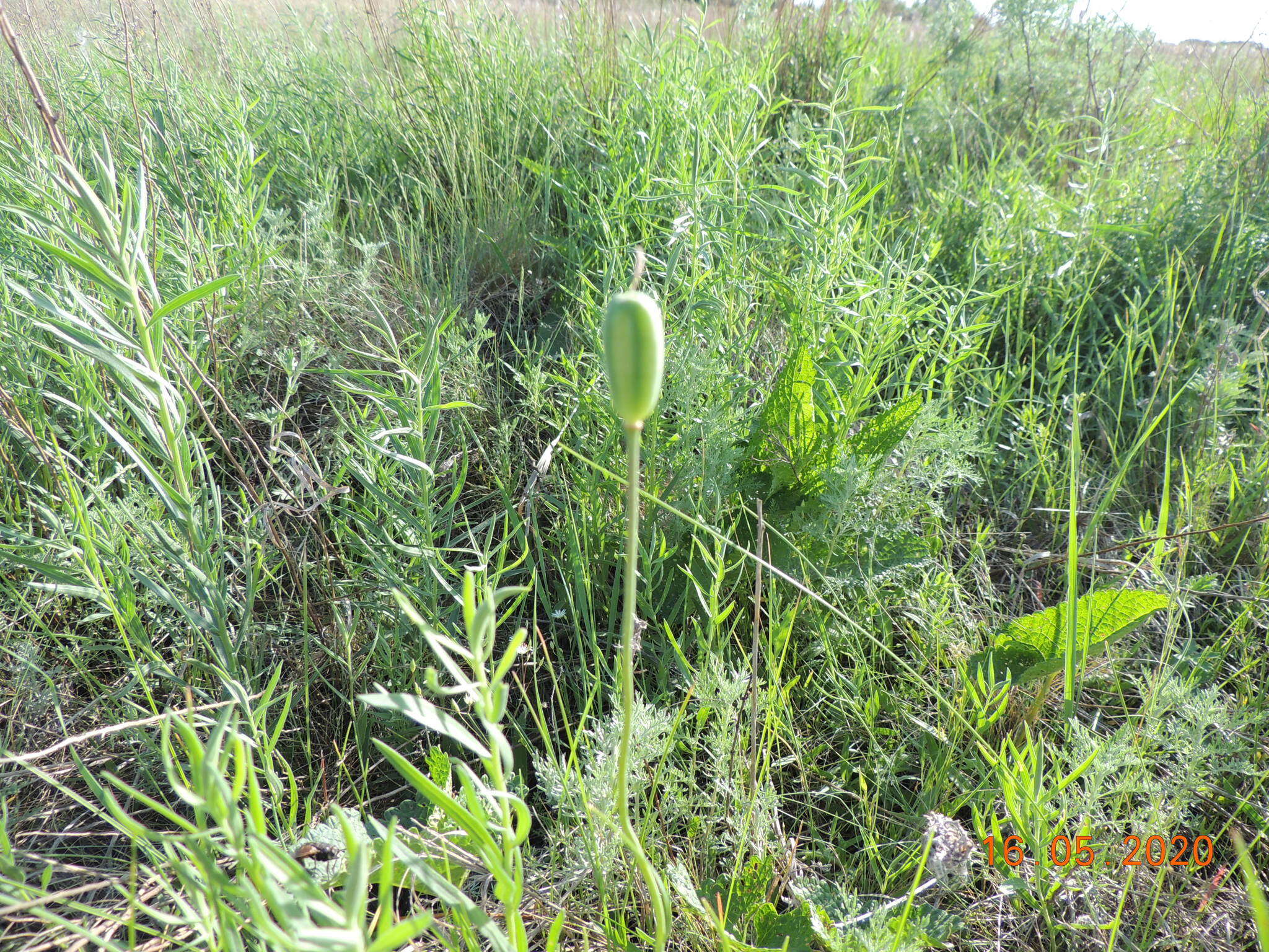 Fritillaria meleagroides Patrin ex Schult. & Schult. fil. resmi