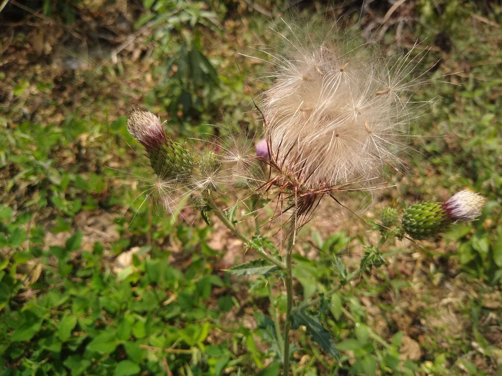 Image de Cirsium mexicanum DC.