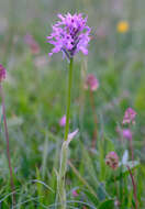 Sivun Neotinea tridentata subsp. tridentata kuva