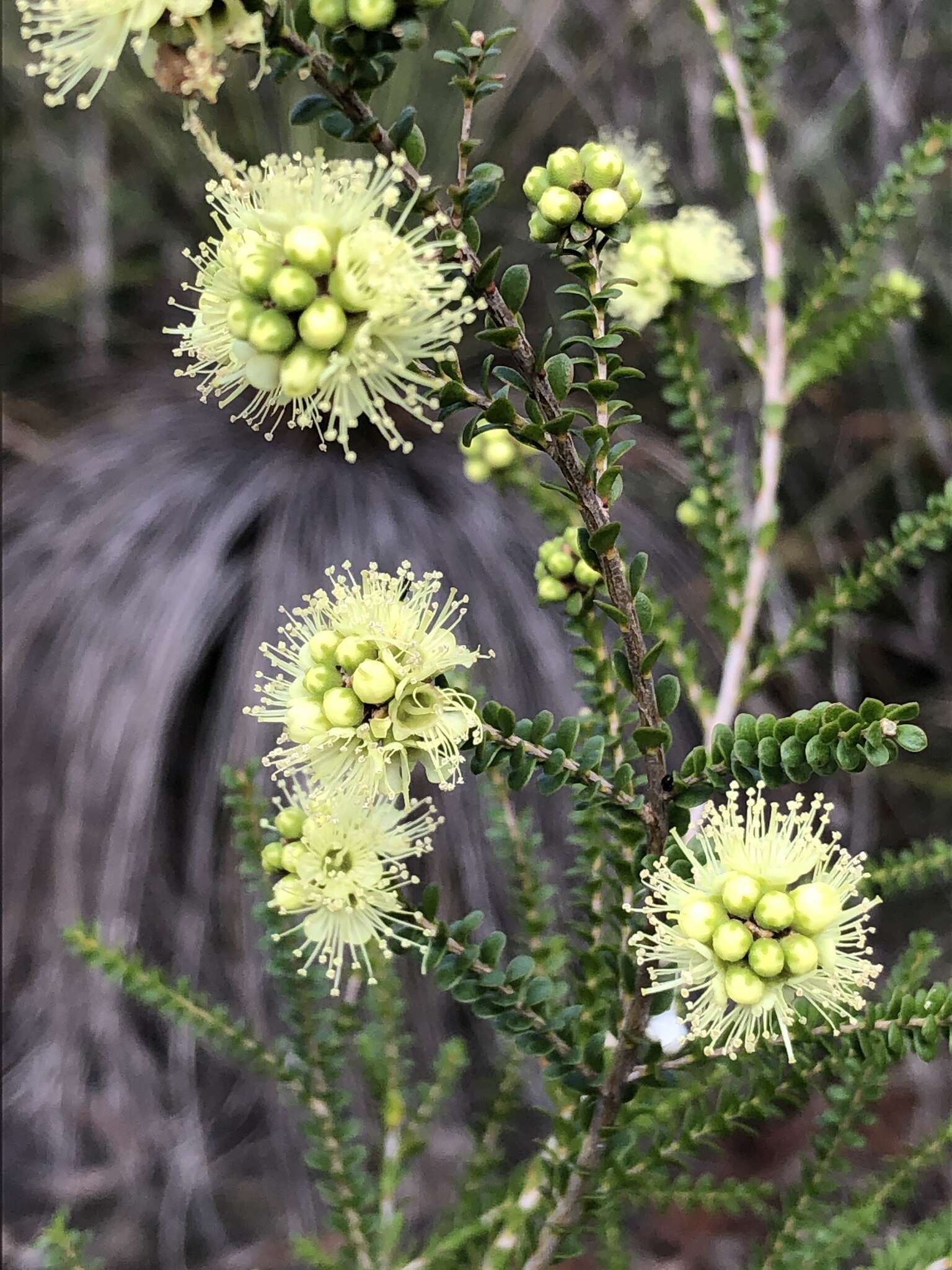 صورة Kunzea sulphurea Tovey & P. Morris