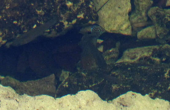 Image of Sailfin Molly