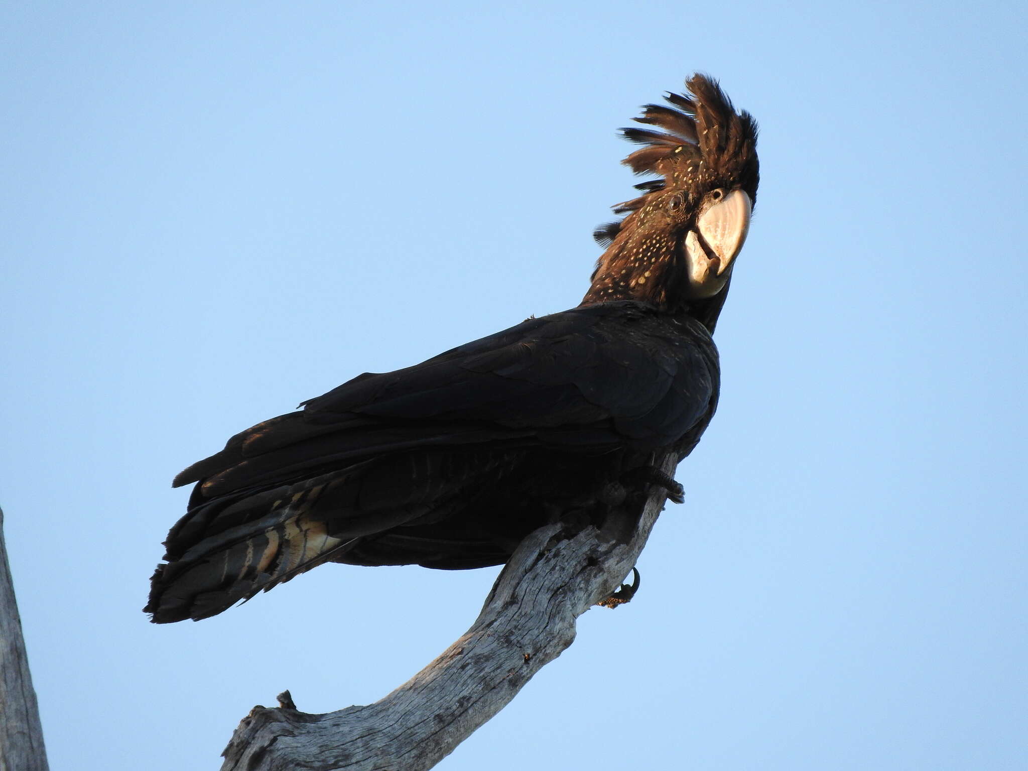 Image of Red-tailed Black-Cockatoo