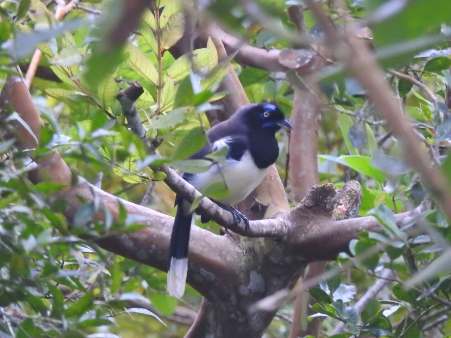 Image of Black-chested Jay