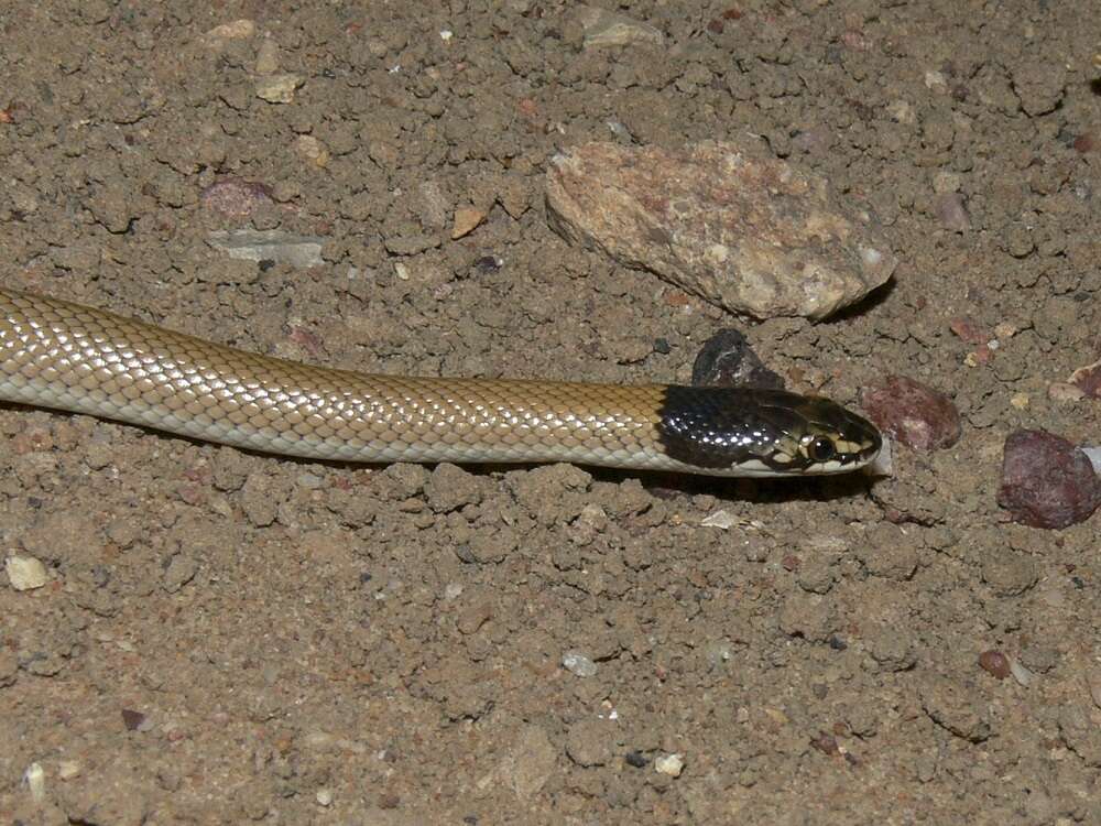 Image of Curl snake