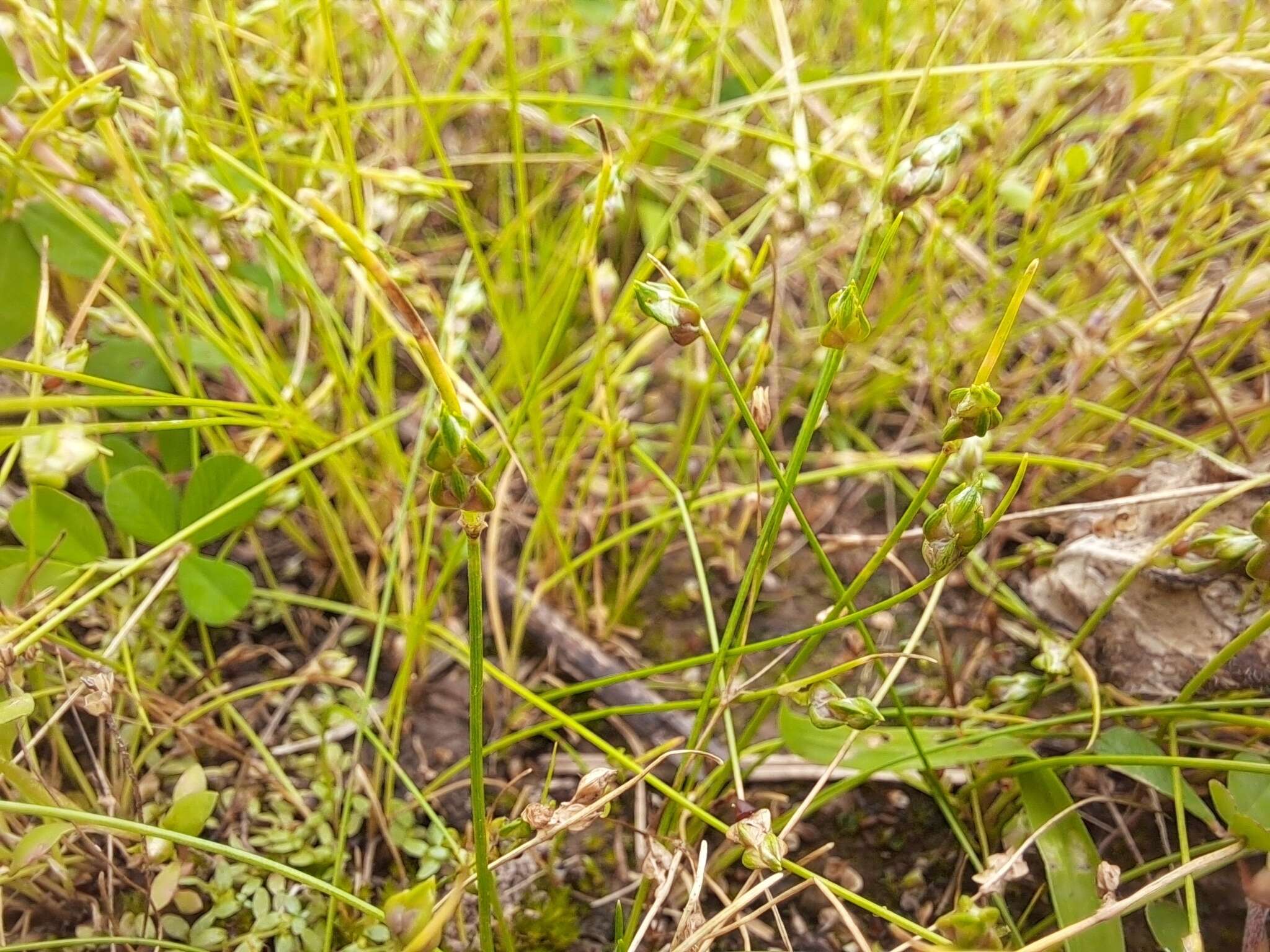 Image of Keeled Lateral-Bulrush