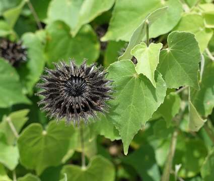 Image of Wild abutilon