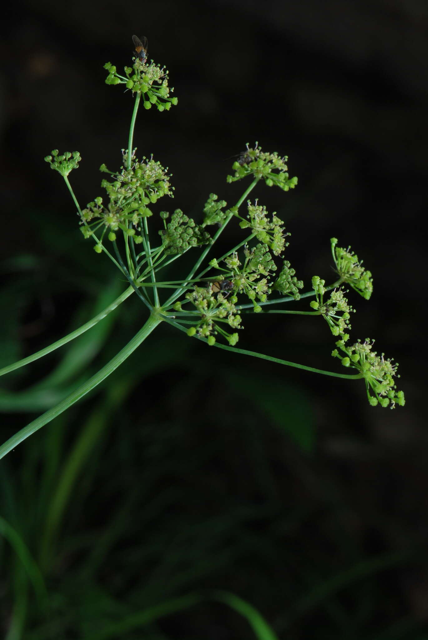 Слика од Laserpitium krapfii subsp. gaudinii (Moretti) Thell.