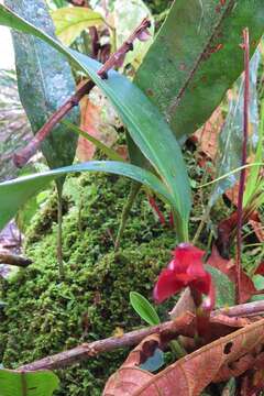 Image of Maxillaria cryptobulbon Carnevali & J. T. Atwood