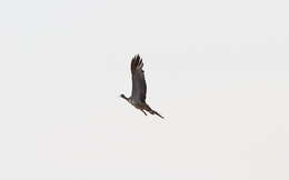 Image of Arabian Bustard