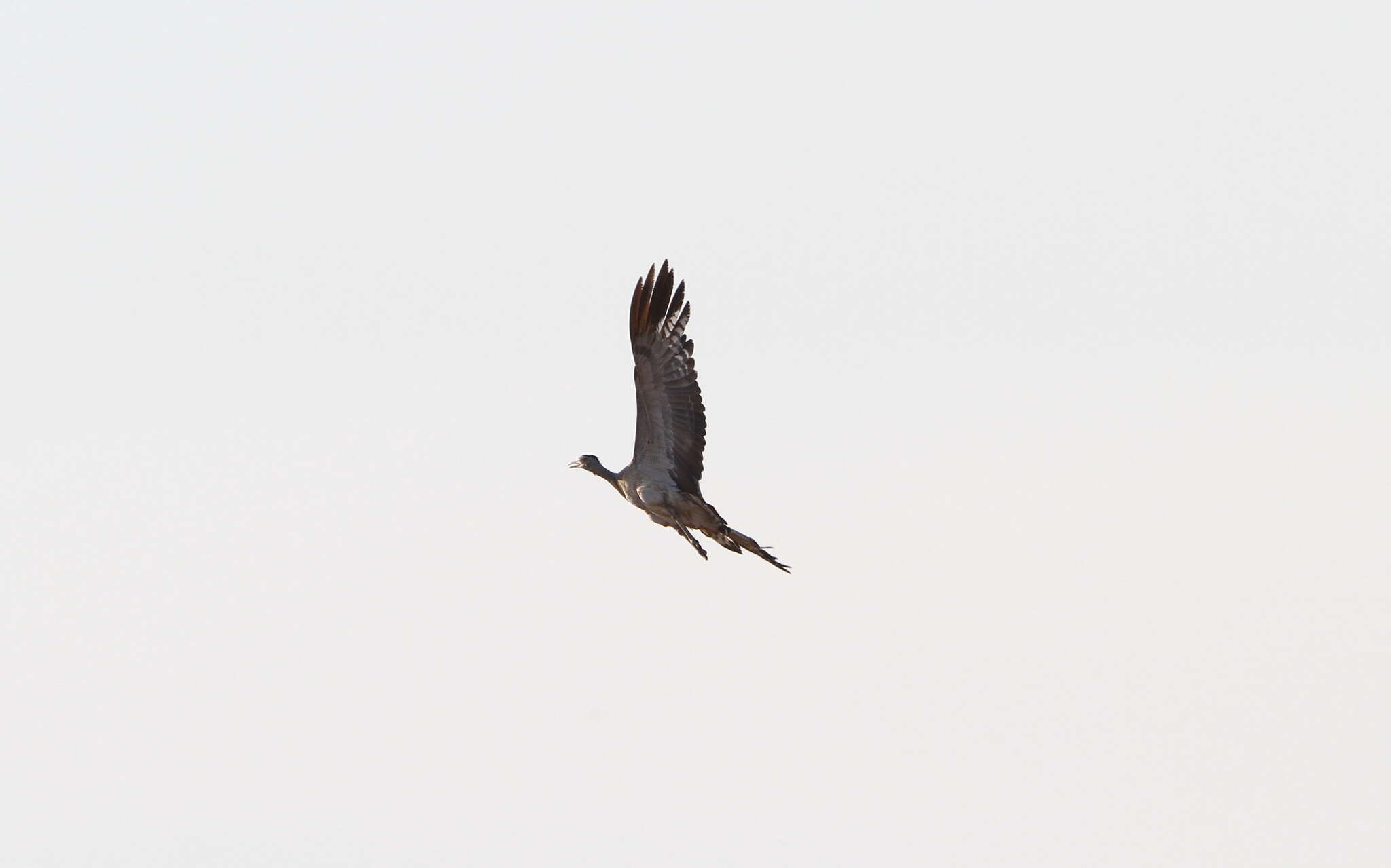 Image of Arabian Bustard