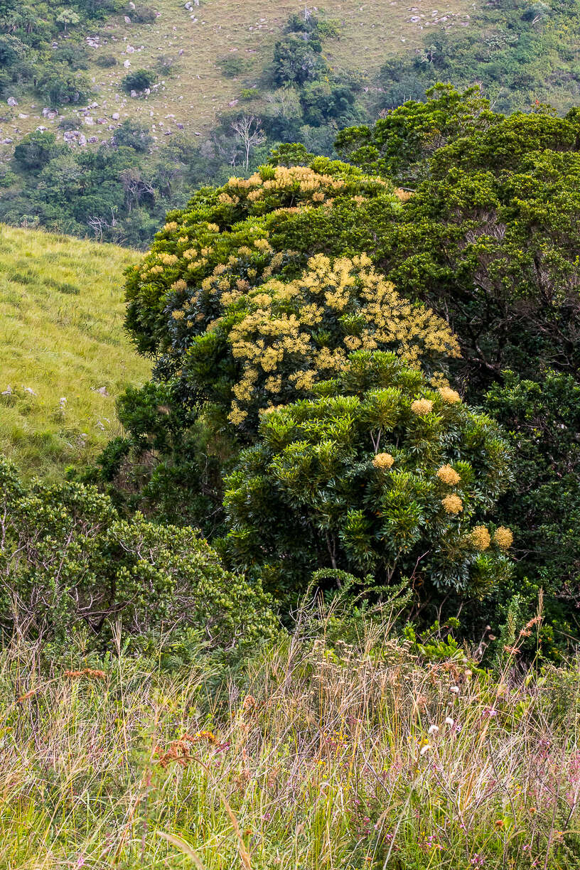 Image de Schefflera umbellifera (Sond.) Baill.