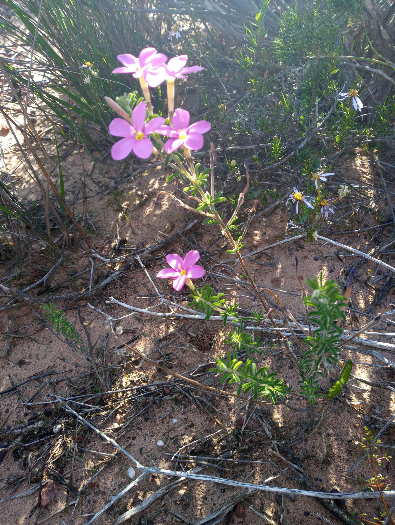 Image of Oxalis hirta var. tubiflora (Jacq.) Salter