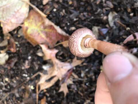 Image of Lepiota decorata Zeller 1929