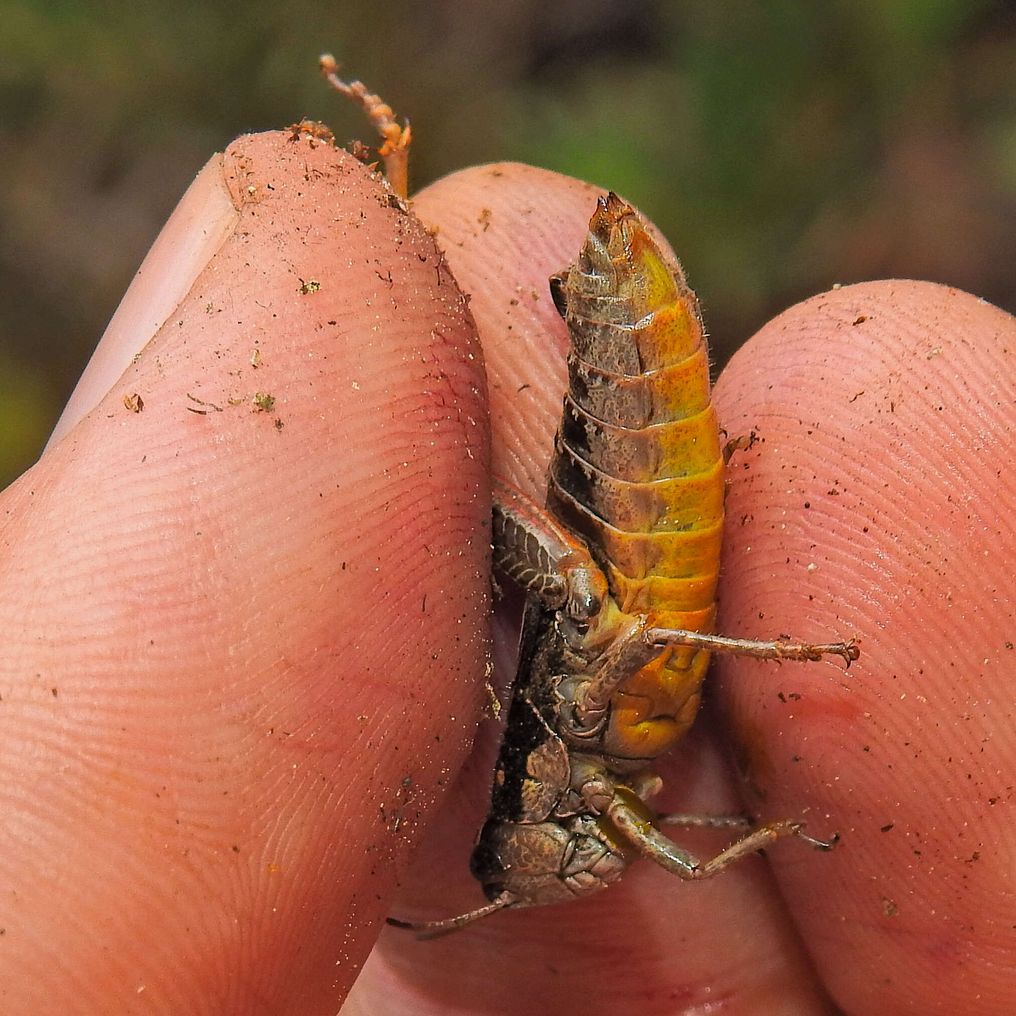 Image of Cascade Timberline Grasshopper