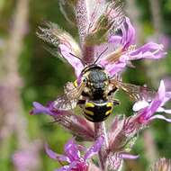 Image de Anthidium florentinum (Fabricius 1775)