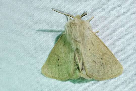 Image of Spilosoma vagans Boisduval 1852