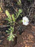 Image of Engelmann's evening primrose