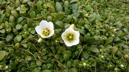 Imagem de Gentianella saxosa (G. Forst.) Holub