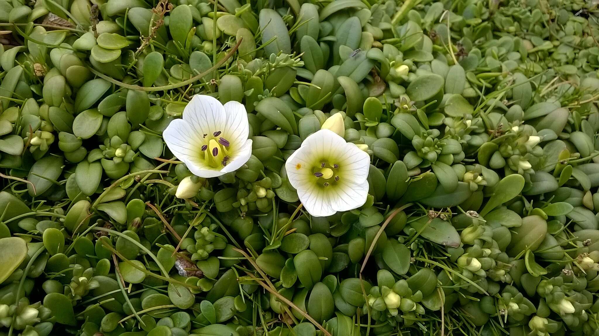 Imagem de Gentianella saxosa (G. Forst.) Holub