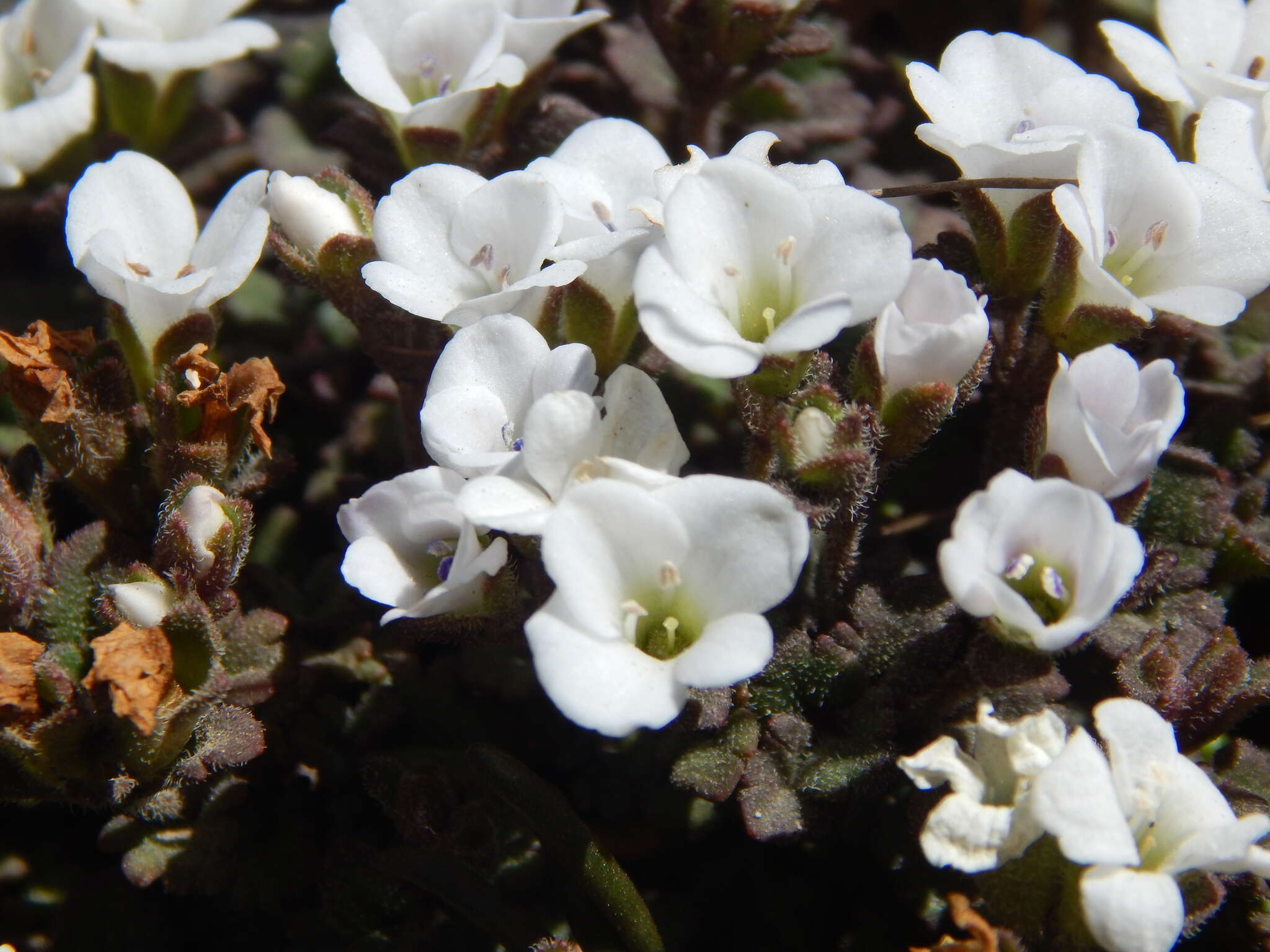 Sivun Veronica spathulata Benth. kuva