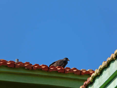 Image of Cuban Black Hawk