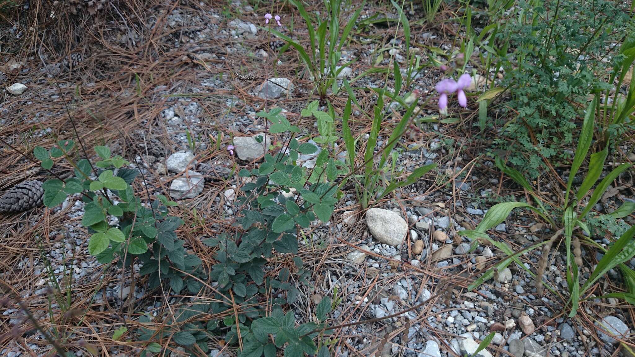 Image of Graham's ticktrefoil