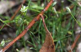 Image of upright chickweed