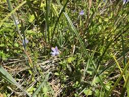 Campanula californica (Kellogg) A. Heller resmi