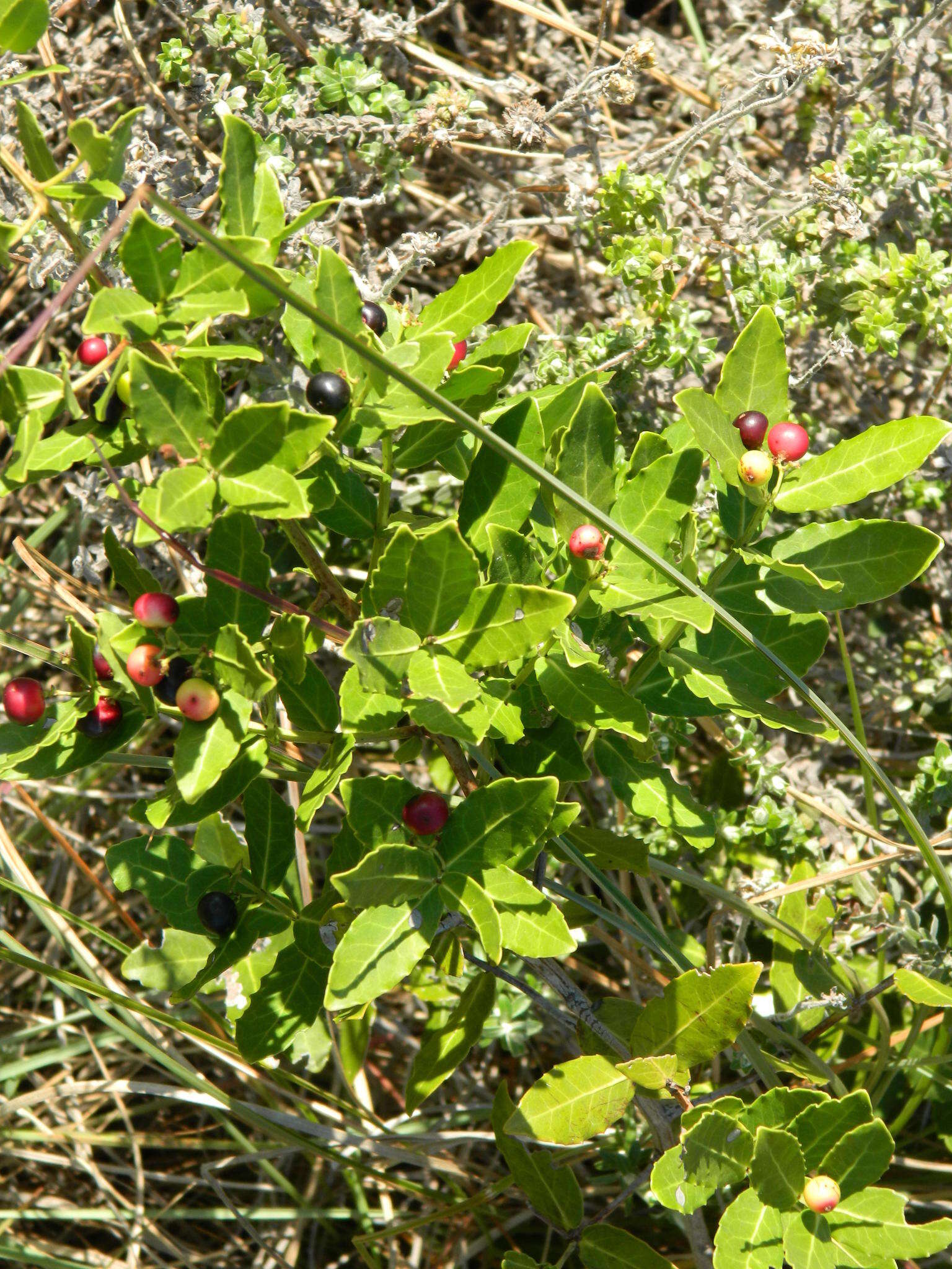 Image de Lauridia tetragona (L. fil.) R. H. Archer