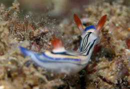 Image de Hypselodoris maritima (Baba 1949)