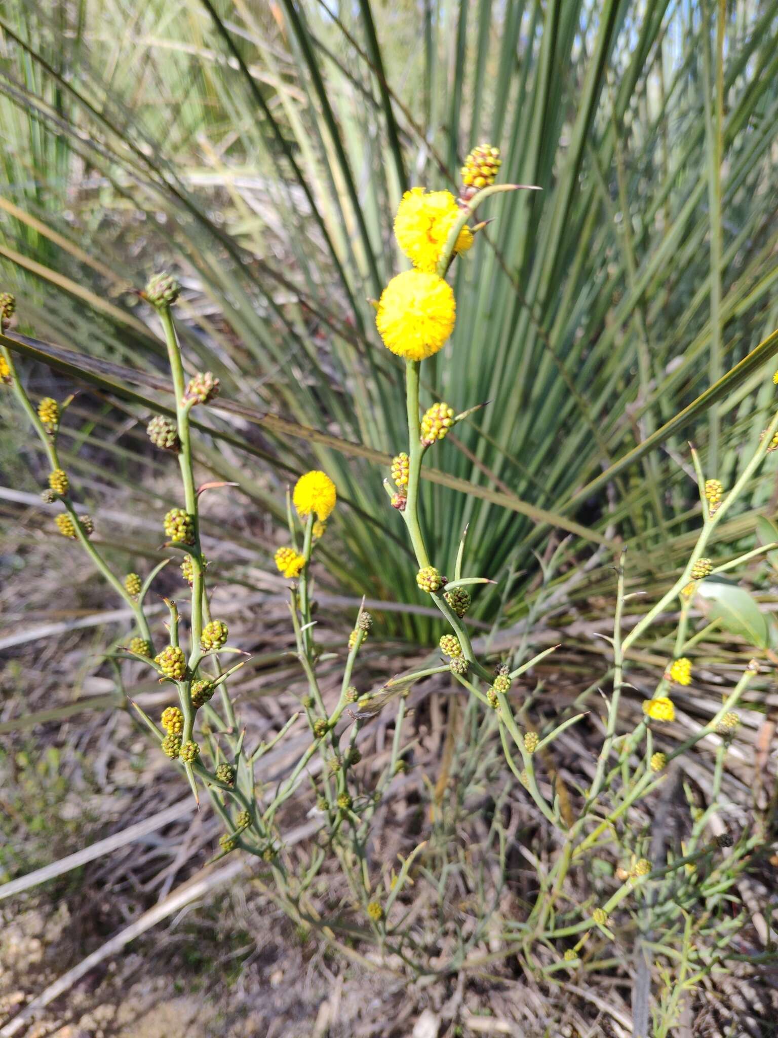 Image de Acacia continua Benth.