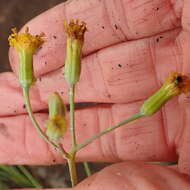 Plancia ëd Senecio oxyriifolius subsp. oxyriifolius