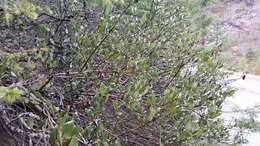 Ceanothus velutinus var. laevigatus Torr. & A. Gray resmi