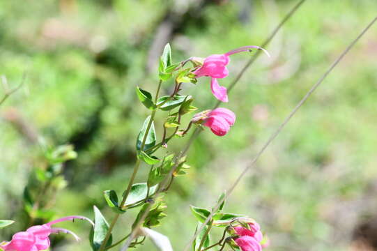 Imagem de Trichostema purpusii Brandegee