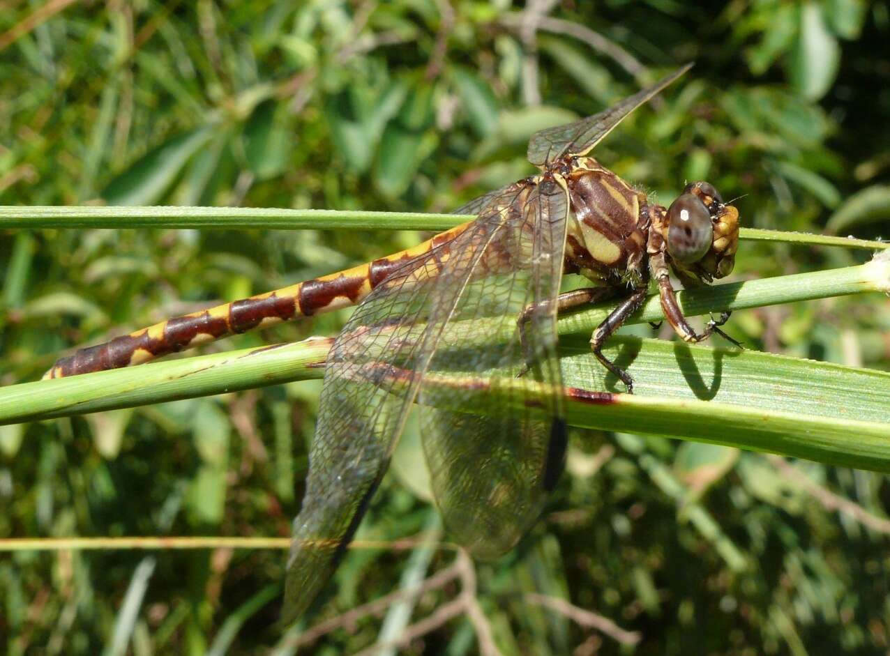 Imagem de Progomphus Selys 1854