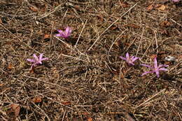 Image of Colchicum bulbocodium Ker Gawl.