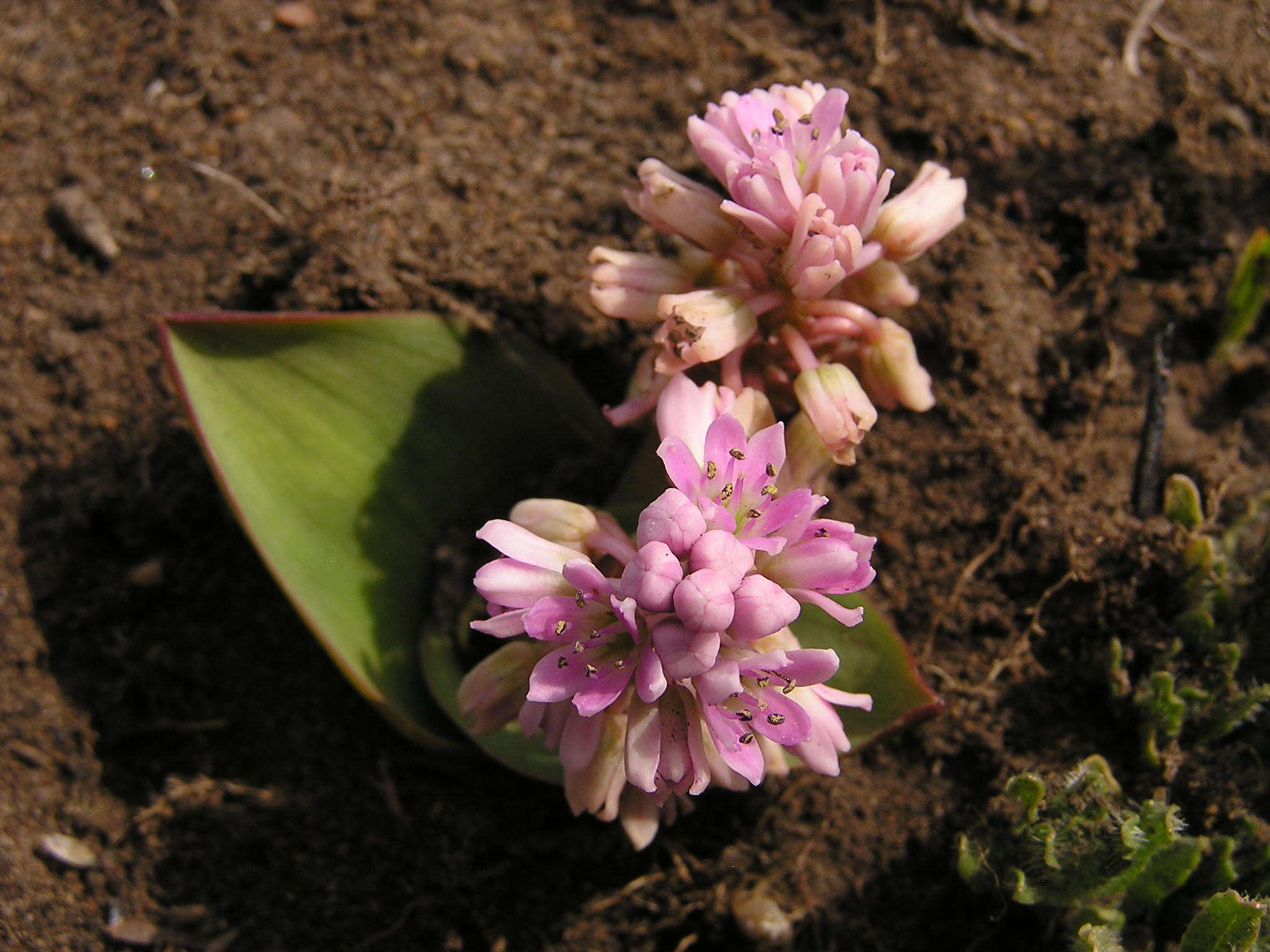 Слика од Ledebouria sandersonii (Baker) S. Venter & T. J. Edwards