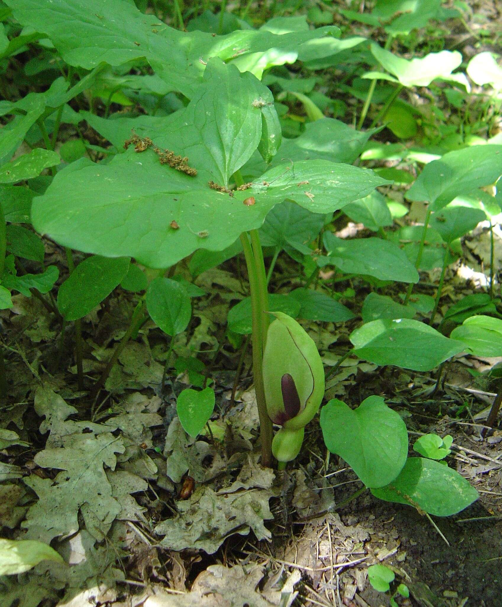 Image de Arum orientale M. Bieb.