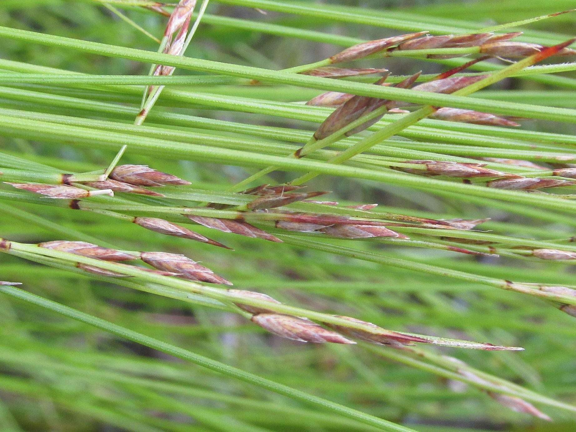 Image of Schoenus schonlandii (Turrill) T. L. Elliott & Muasya